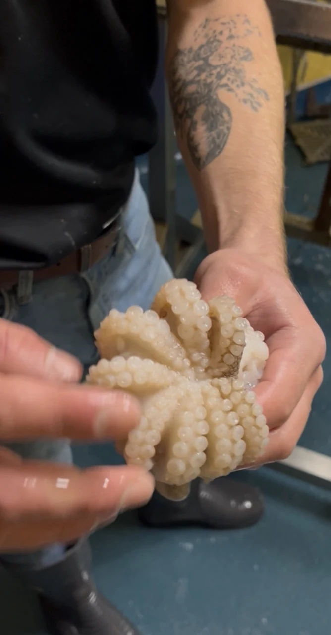 A cleaned octopus held underside-up, showing the eight legs splayed out from the centre where the beak sits