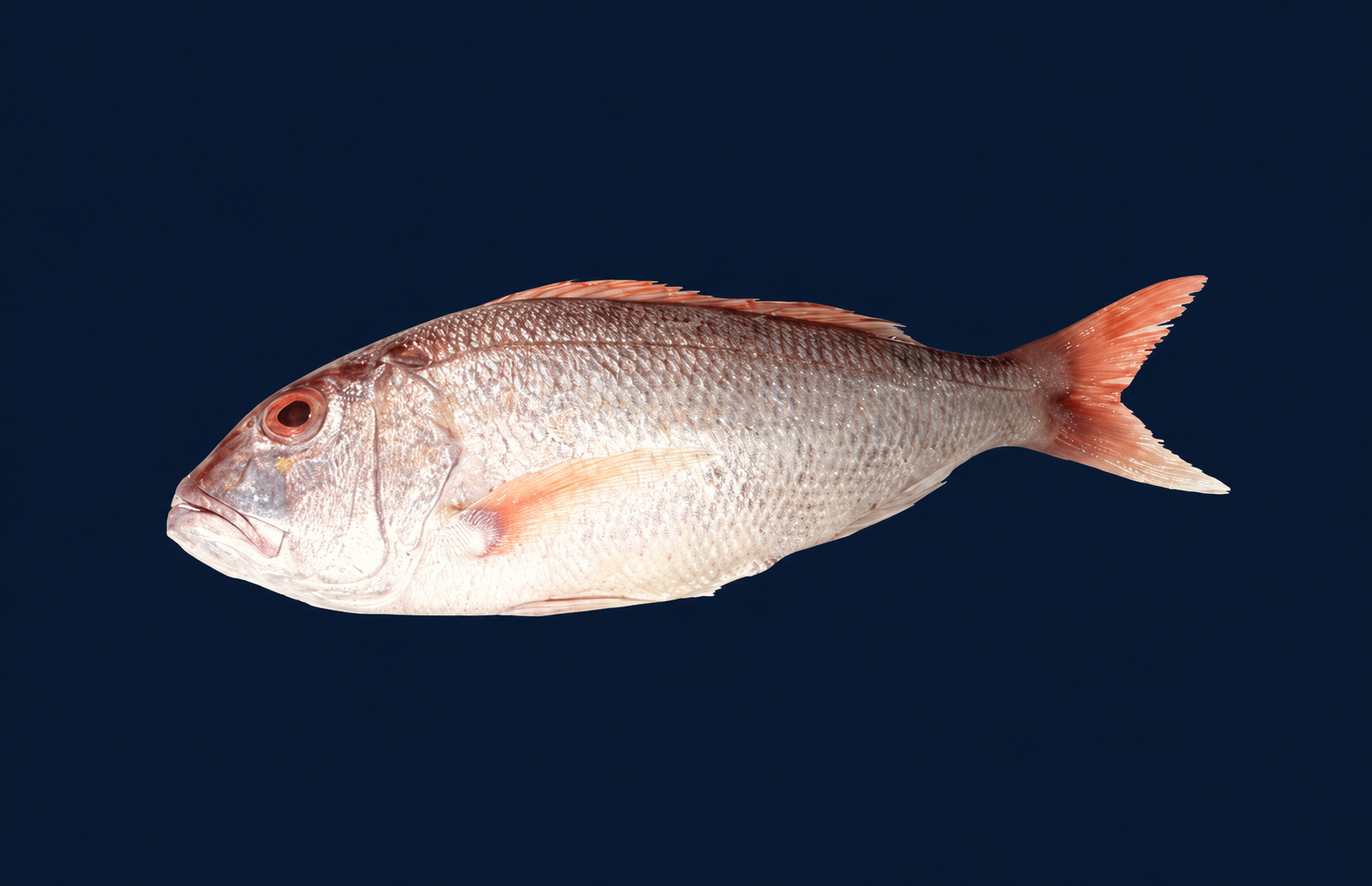 Buy Gold Band Snapper Whole 2kg-2.5kg Online — Fresh Fish (Whole) Gold ...