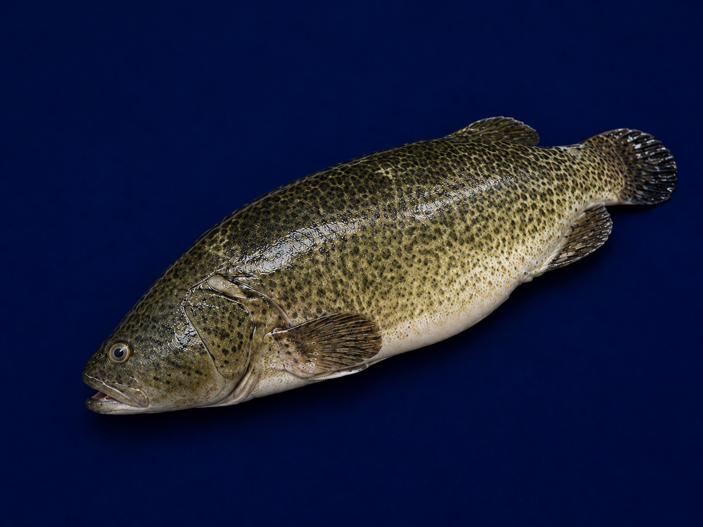 Buy Murray Cod Whole 1.8kg-2kg Online: Fresh Fish (Whole) Gold Coast ...