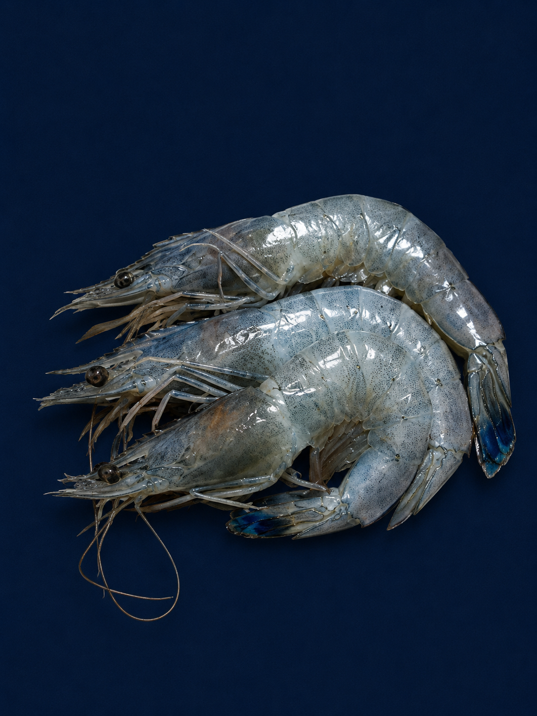 Paradise Prawn